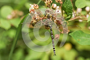 A Southern Hawker Dragonfly Aeshna cyanea perched on a blackberry flower.