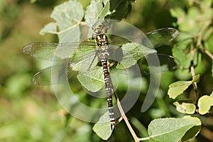 A Southern Hawker Dragonfly Aeshna cyanea perched on a leaf.