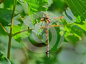 Southern Hawker Dragonfly - Aeshna cyanea at rest.