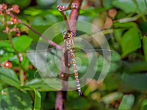 Southern Hawker Dragonfly - Aeshna cyanea at rest.