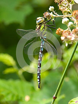 Southern Hawker dragonfly.