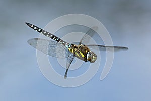 Southern Hawker dragonfly in flight