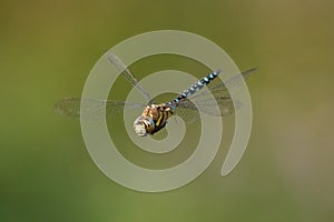 Southern Hawker dragonfly in flight