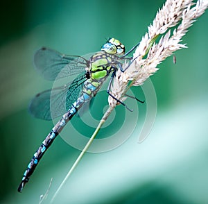 Southern hawker dragonfly