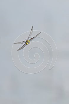 Southern hawker dragonfly