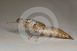 Southern Hawker Exuviae