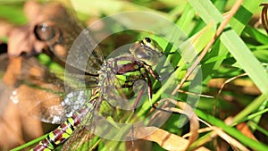 Southern Hawker - macro shot