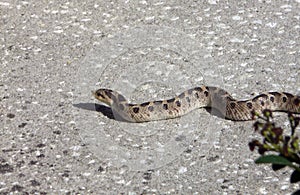 Southern Hognose Snake with Damaged Tail