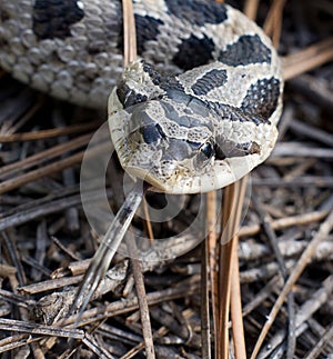 Southern hognose snake (heterodon simus) with head flattened and tongue out photo