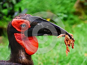 Southern hornbill with food in its beak . Bucorvus leadbeateri. Close-up.