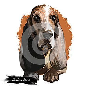 Southern Hound with haired coat, purebred animal digital art. Animalistic watercolor portrait closeup of muzzle of