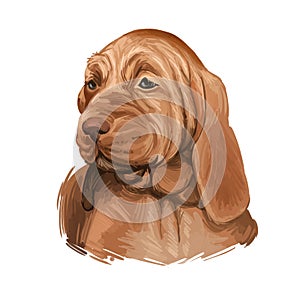 Southern Hound with haired coat, purebred animal digital art. Animalistic watercolor portrait closeup of muzzle of canine with