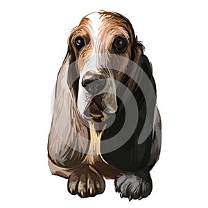 Southern Hound with haired coat, purebred animal digital art. Animalistic watercolor portrait closeup of muzzle of canine with