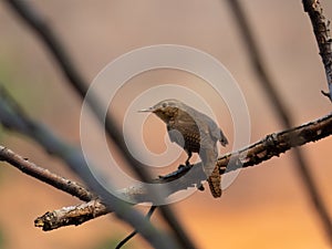 Southern House Wren Troglodytes musculus isolated on tree branch in extension of Brazil`s Atlantic Forest. Brazilian fauna bird