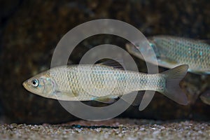 Southern Iberian chub Squalius pyrenaicus