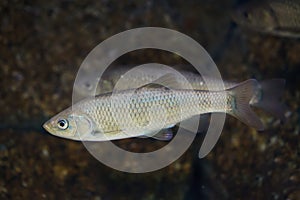 Southern Iberian chub Squalius pyrenaicus photo