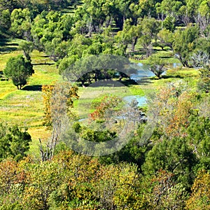 Southern Illinois Wetland Landscape