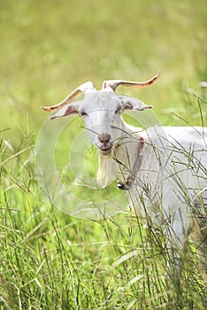 Southern kiko goat, Portrait of white goat