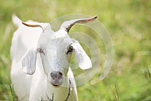 Southern kiko goat, Portrait of white goat