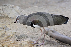 Southern Lapwing