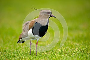 Southern Lapwing in Argentina