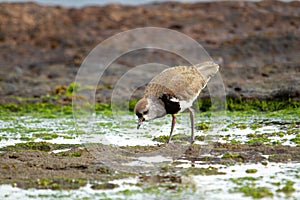 Southern Lapwing or common tero eating