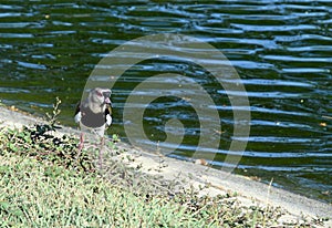 Southern Lapwing on the edge of water