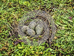 Southern lapwing eggs