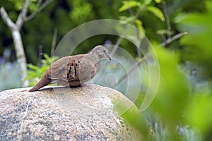 Southern lapwing or Turtledove the smallest Brazilian wild dove