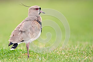 Southern Lapwing (Vanellus chilensis).