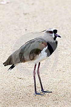 Southern Lapwing, Vanellus chilensis