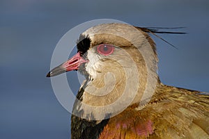 Southern Lapwing Vanellus Chilensis closeup