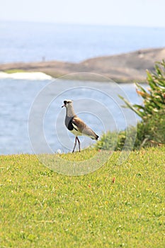 Southern lapwing (Vanellus chilensis) in Forte de Copacabana, quero-quero, tero. Brazilian native species