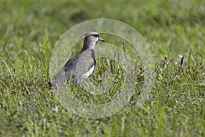 Southern Lapwing (Vanellus chilensis) on a grass field