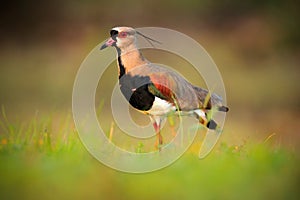 Southern Lapwing, Vanellus chilensis, water exotic bird during sunrise, in the nature habitat, Pantanal, Brazil