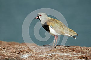Southern Lapwing or Common tero