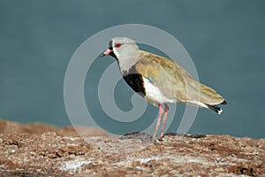 Southern Lapwing or Common tero photo
