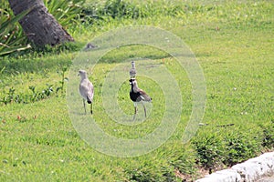 Southern lapwings group (Vanellus chilensis) in Forte de Copacabana, quero-quero, tero. Brazilian native species