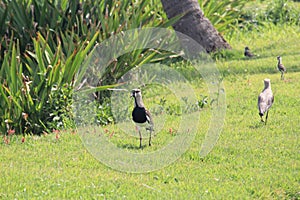 Southern lapwings group (Vanellus chilensis) in Forte de Copacabana, quero-quero, tero. Brazilian native species