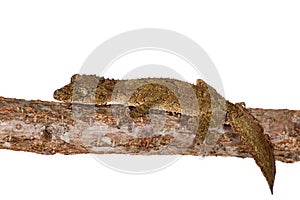 Southern leaf-tailed gecko on white