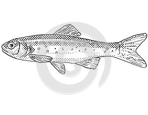 Southern leatherside chub or Lepidomeda aliciae Freshwater Fish Cartoon Drawing