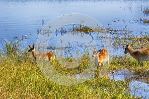 Southern lechwe, Kobus leche, Moremi National Park, Botswana