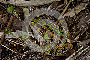 Southern leopard frog