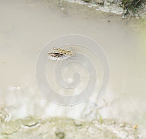 A Southern Leopard Frog half submerged in a pool of water