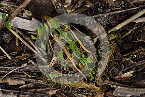 Southern leopard frog