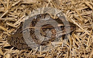 Southern Leopard Frog (Lithobates sphenocephalus) in dead grass, amphibian nature side view. photo