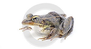 Southern leopard frog - Lithobates sphenocephalus or Rana sphenocephala - isolated on white background side front profile view