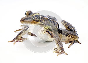 Southern leopard frog - Lithobates sphenocephalus or Rana sphenocephala - isolated on white background side front profile view up