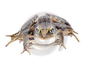 Southern leopard frog - Lithobates sphenocephalus or Rana sphenocephala - isolated on white background top front face view