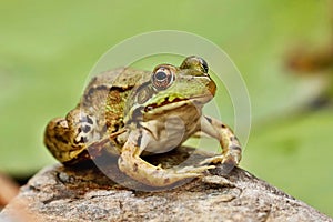 Southern leopard frog Lithobates sphenocephalus photo